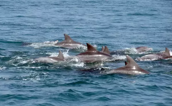 「水族館では大人気だけど漁業では厄介な「海獣」たち 【イルカ・シャチ・トド】」の画像