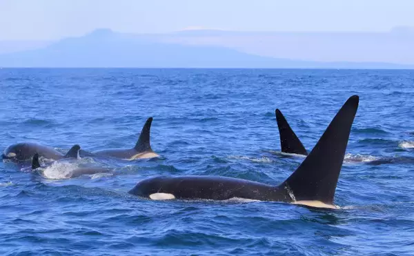 「水族館では大人気だけど漁業では厄介な「海獣」たち 【イルカ・シャチ・トド】」の画像