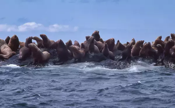 「水族館では大人気だけど漁業では厄介な「海獣」たち 【イルカ・シャチ・トド】」の画像