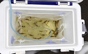夜の琵琶湖で川エビ掬い　スジエビ・テナガエビ合わせて1時間で62匹キャッチ！