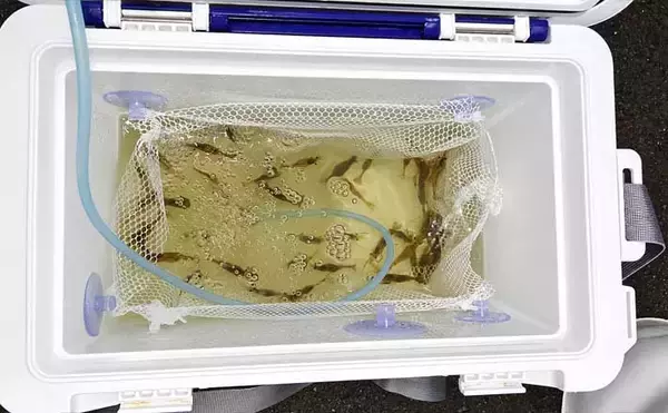 夜の琵琶湖で川エビ掬い　スジエビ・テナガエビ合わせて1時間で62匹キャッチ！