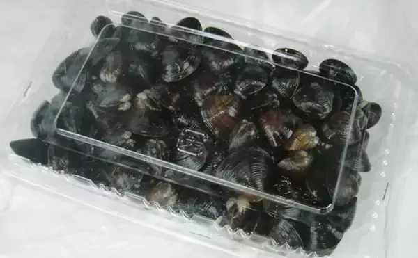 「涸沼川のハゼ釣りで17cm筆頭に良型マハゼ8匹【茨城】シマハゼ猛攻に苦戦」の画像