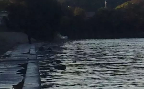 「涸沼川のハゼ釣りで17cm筆頭に良型マハゼ8匹【茨城】シマハゼ猛攻に苦戦」の画像