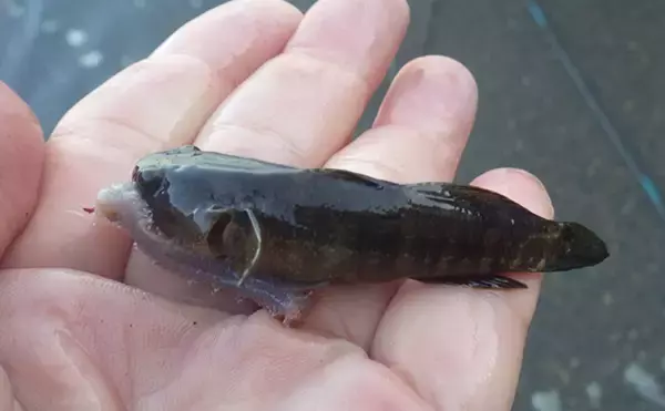 「涸沼川のハゼ釣りで17cm筆頭に良型マハゼ8匹【茨城】シマハゼ猛攻に苦戦」の画像