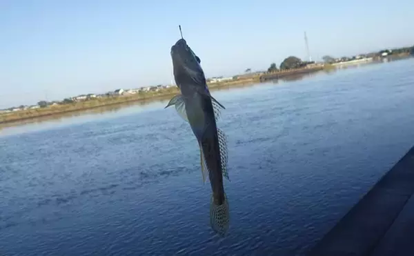 「涸沼川のハゼ釣りで17cm筆頭に良型マハゼ8匹【茨城】シマハゼ猛攻に苦戦」の画像