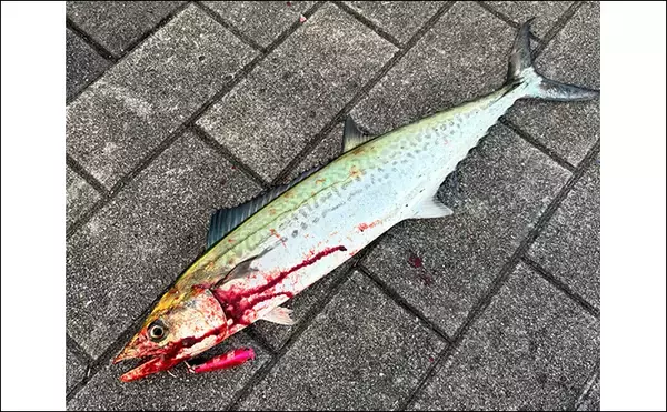 「釣り人的【秋に美味しい魚介類】　旬の美味しさも釣ってたべればなお一層？」の画像