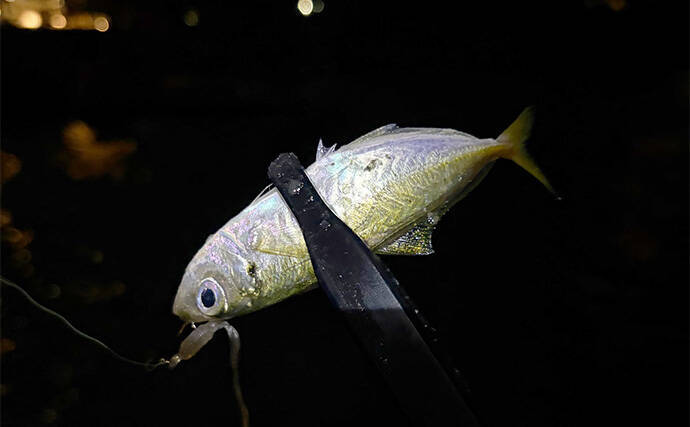 釣り人的【秋に美味しい魚介類】　旬の美味しさも釣ってたべればなお一層？