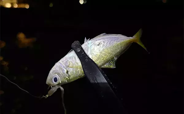 「釣り人的【秋に美味しい魚介類】　旬の美味しさも釣ってたべればなお一層？」の画像