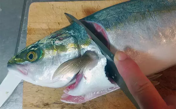 「釣魚で作る「白ワインのお供」レシピ：ヤズのカルパッチョ　油分をプラスして美味しさアップ」の画像