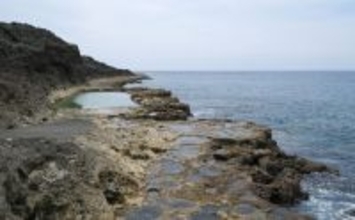 「吸盤を持つゴカイ」に「光るスナギンチャク」　南大東島の深海で発見される新種生物たち