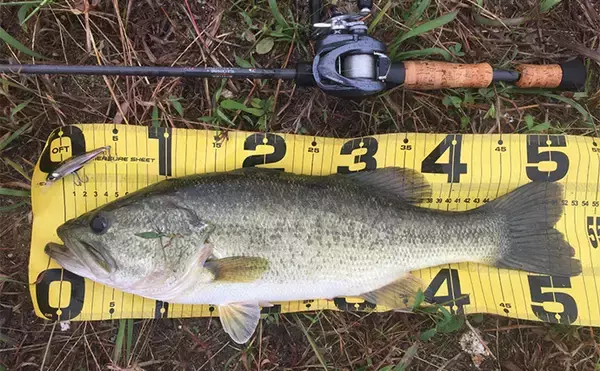 「バスロッドのセパレートグリップとは？ 【メリット・デメリット・向いてる釣り方】」の画像