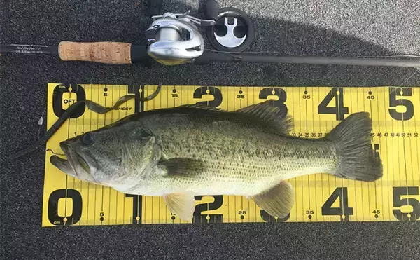 「バスロッドのセパレートグリップとは？ 【メリット・デメリット・向いてる釣り方】」の画像