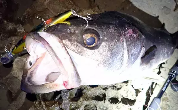 越前海岸の磯シーバスゲームでランカーサイズをキャッチ【福井】日没間際の粘りが奏功