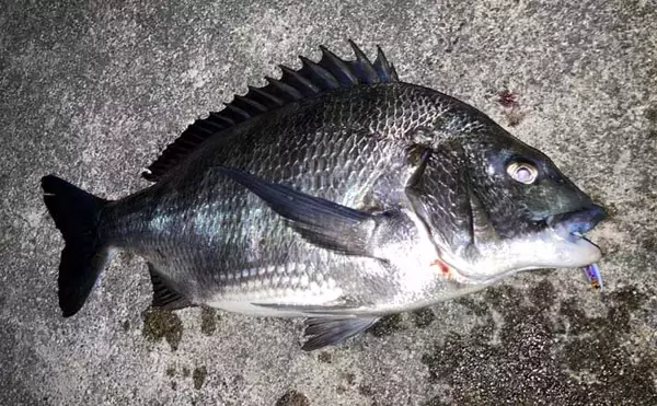 霞ヶ浦ふ頭でのクロダイプラッギングで本命クロダイにシーバス浮上【三重】