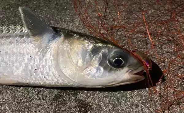 「霞ヶ浦ふ頭でのクロダイプラッギングで本命クロダイにシーバス浮上【三重】」の画像
