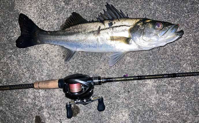 霞ヶ浦ふ頭でのクロダイプラッギングで本命クロダイにシーバス浮上【三重】