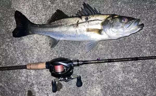 「霞ヶ浦ふ頭でのクロダイプラッギングで本命クロダイにシーバス浮上【三重】」の画像