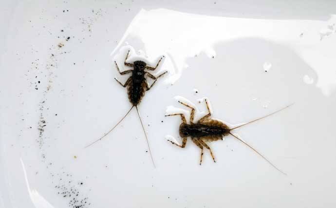 独特な渓流釣りワード「ウケ」ってなに？　知れば良型キャッチ率がアップ