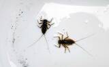 「独特な渓流釣りワード「ウケ」ってなに？　知れば良型キャッチ率がアップ」の画像3