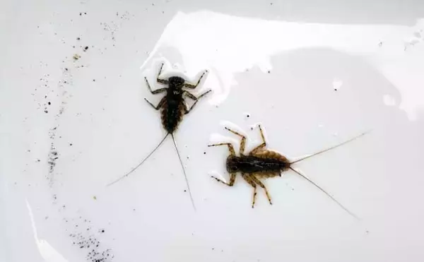 「独特な渓流釣りワード「ウケ」ってなに？　知れば良型キャッチ率がアップ」の画像