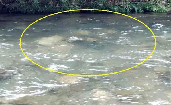「独特な渓流釣りワード「ウケ」ってなに？　知れば良型キャッチ率がアップ」の画像