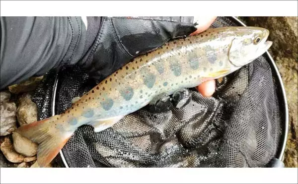 「独特な渓流釣りワード「ウケ」ってなに？　知れば良型キャッチ率がアップ」の画像