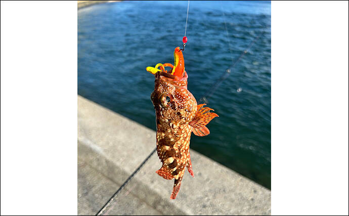 アジングタックルで秋のロックゲームに挑戦【熊本】スイミングでアコウをゲット！