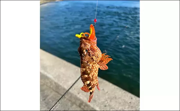 「アジングタックルで秋のロックゲームに挑戦【熊本】スイミングでアコウをゲット！」の画像