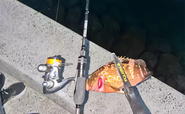 「アジングタックルで秋のロックゲームに挑戦【熊本】スイミングでアコウをゲット！」の画像