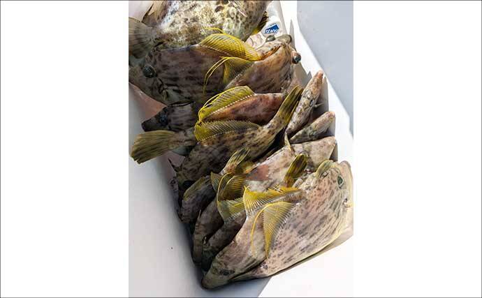 大分沖のカワハギ釣りで肝パンサイズが続々ヒット！【タイタニック21】中層攻略で大型が連発