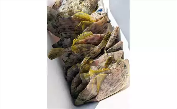 「大分沖のカワハギ釣りで肝パンサイズが続々ヒット！【タイタニック21】中層攻略で大型が連発」の画像