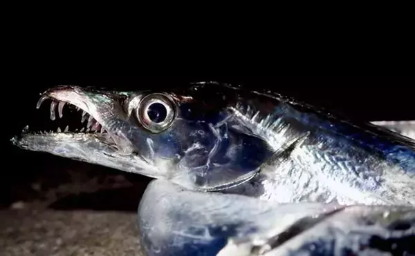 魚に噛まれたら「痛い」だけではない？　様々な形状を持つ魚たちの【歯】事情