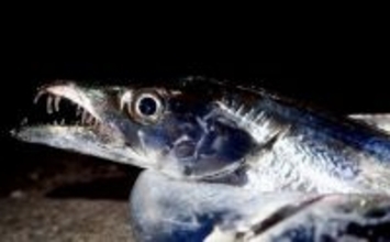 魚に噛まれたら「痛い」だけではない？　様々な形状を持つ魚たちの【歯】事情