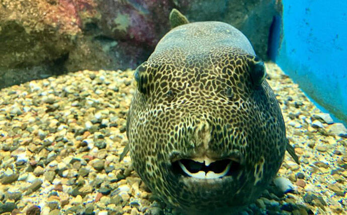 魚に噛まれたら「痛い」だけではない？　様々な形状を持つ魚たちの【歯】事情