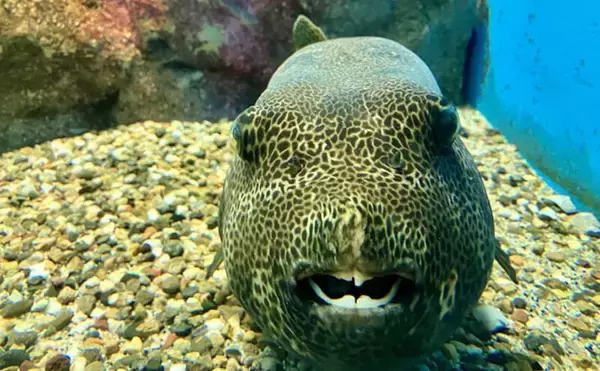 「魚に噛まれたら「痛い」だけではない？　様々な形状を持つ魚たちの【歯】事情」の画像