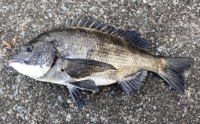 魚に噛まれたら「痛い」だけではない？　様々な形状を持つ魚たちの【歯】事情