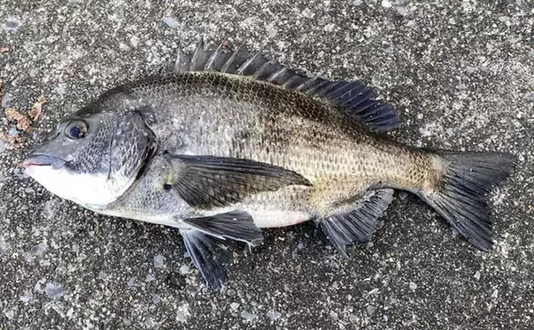 「魚に噛まれたら「痛い」だけではない？　様々な形状を持つ魚たちの【歯】事情」の画像