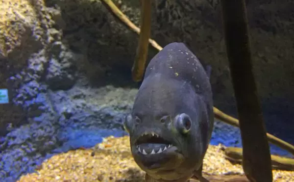 「魚に噛まれたら「痛い」だけではない？　様々な形状を持つ魚たちの【歯】事情」の画像