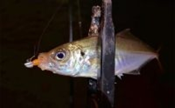 「アジはオレンジ色がお好き？」 大阪南港アジング釣行でアジ12尾をキャッチ！