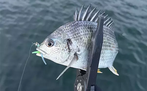 「「アジはオレンジ色がお好き？」 大阪南港アジング釣行でアジ12尾をキャッチ！」の画像