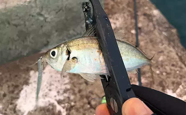 「「アジはオレンジ色がお好き？」 大阪南港アジング釣行でアジ12尾をキャッチ！」の画像