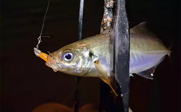 「「アジはオレンジ色がお好き？」 大阪南港アジング釣行でアジ12尾をキャッチ！」の画像