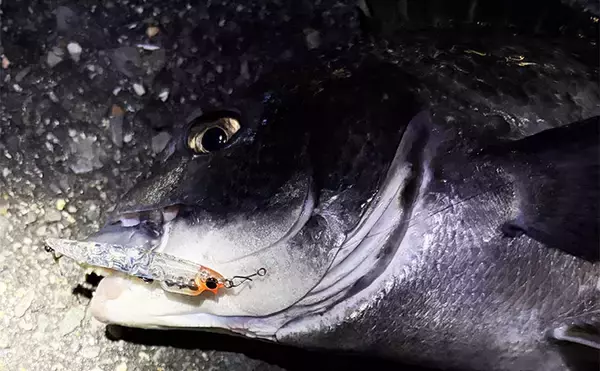 大阪湾メバリング釣行でチヌ（クロダイ）がフィーバー！　チニング入門に最適期か？