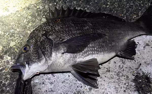 「大阪湾メバリング釣行でチヌ（クロダイ）がフィーバー！　チニング入門に最適期か？」の画像