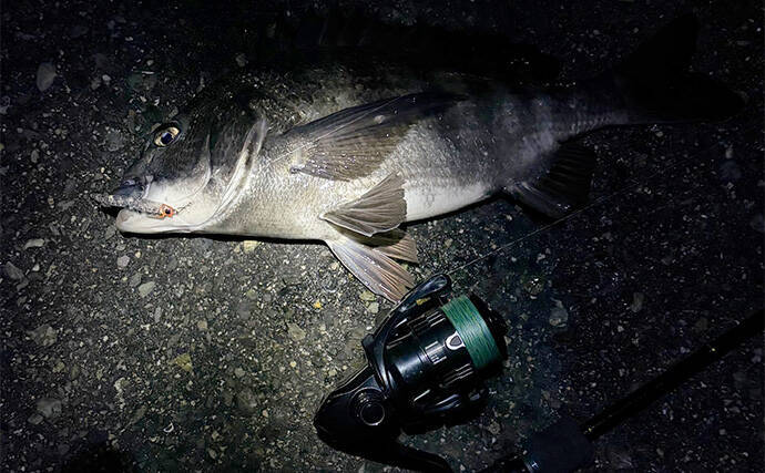大阪湾メバリング釣行でチヌ（クロダイ）がフィーバー！　チニング入門に最適期か？