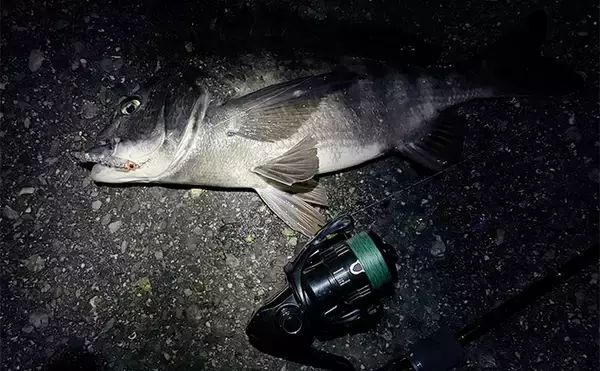 「大阪湾メバリング釣行でチヌ（クロダイ）がフィーバー！　チニング入門に最適期か？」の画像