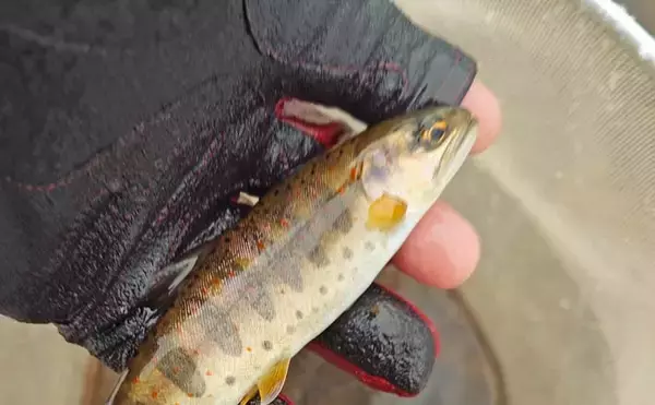 解禁直後の長良川渓流釣りでヒレピンアマゴ連発！【岐阜】20cm級頭にツ抜け達成