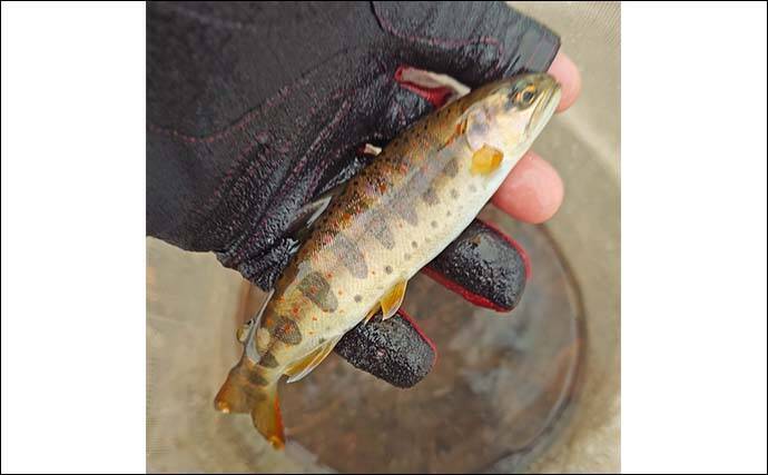 解禁直後の長良川渓流釣りでヒレピンアマゴ連発！【岐阜】20cm級頭にツ抜け達成