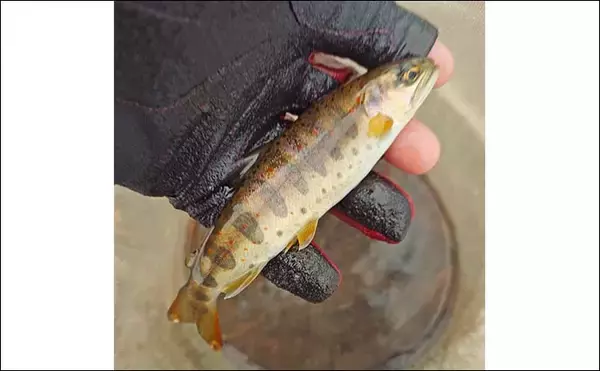「解禁直後の長良川渓流釣りでヒレピンアマゴ連発！【岐阜】20cm級頭にツ抜け達成」の画像