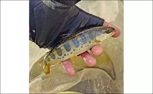 「解禁直後の長良川渓流釣りでヒレピンアマゴ連発！【岐阜】20cm級頭にツ抜け達成」の画像